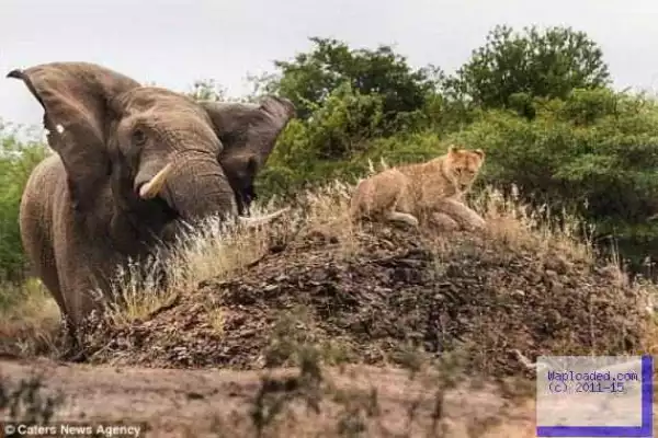 Photos: The moment a lioness gets charged at by a bull elephant